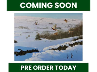 Illustration of several pheasants flying over a snow-covered countryside landscape, with rolling fields, stone walls and scattered trees under a pale winter sky.