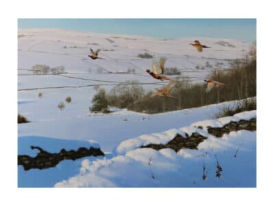 Winter Pheasants flying over a snow-covered countryside landscape with dry stone walls and rolling hills in winter.